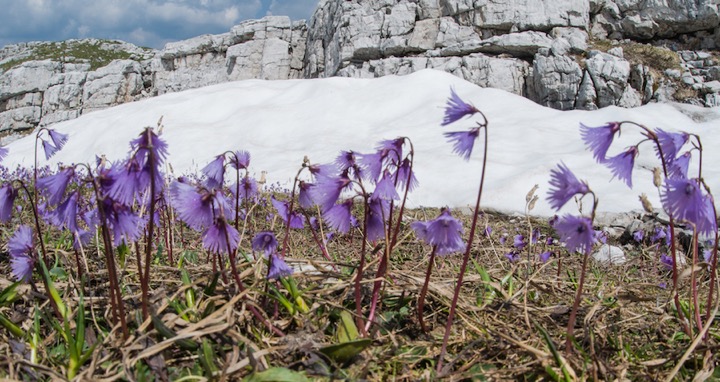 Flower photography ideas abound on our photo tours in the Dolomites
